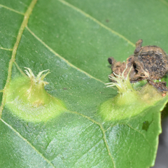 Phylloxera caryaefoliae