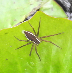 Nilus