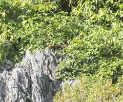 Callosciurus erythraeus