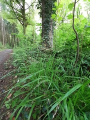 Melica nutans