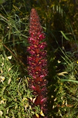 Orobanche foetida