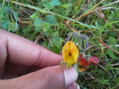 Crotalaria obscura