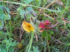Crotalaria obscura
