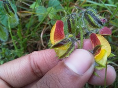 Crotalaria obscura