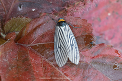 Macrobrochis fukiensis