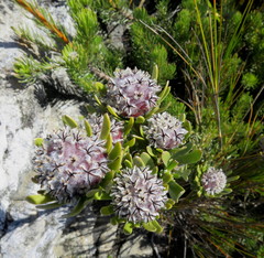 Leucadendron singulare