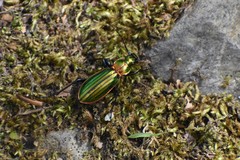 Carabus lineatus