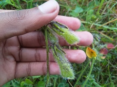 Crotalaria obscura