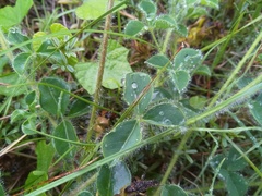 Crotalaria obscura
