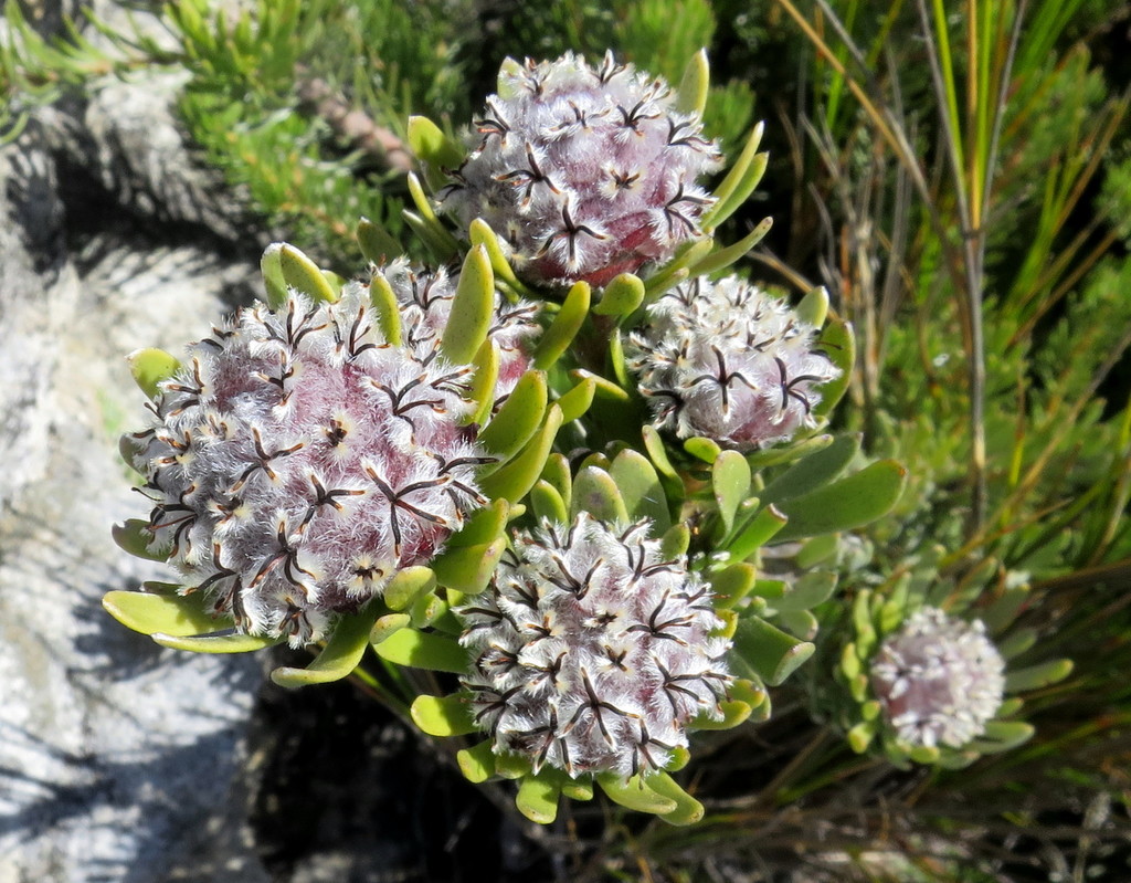 Kammanassie Conebush