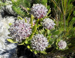 Leucadendron singulare