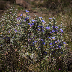 Lotononis sericophylla