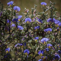 Lotononis sericophylla