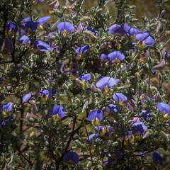 Lotononis sericophylla