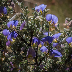 Lotononis sericophylla