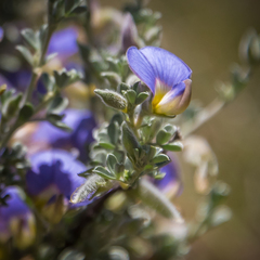 Lotononis sericophylla