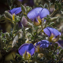 Lotononis sericophylla