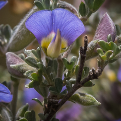 Lotononis sericophylla