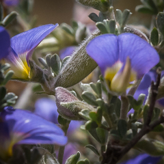 Lotononis sericophylla