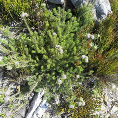 Leucadendron singulare