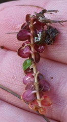 Epilobium pernitens
