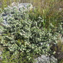 Leucadendron singulare
