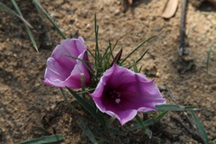 Ipomoea bolusiana