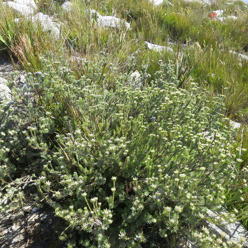 Image of Leucadendron singulare by no rights reserved