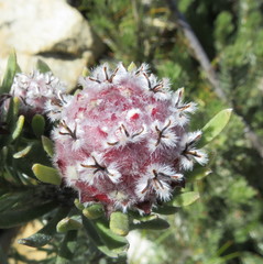 Leucadendron singulare