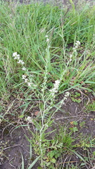 Lepidium sativum
