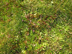 Epilobium confertifolium