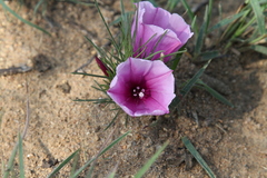 Ipomoea bolusiana