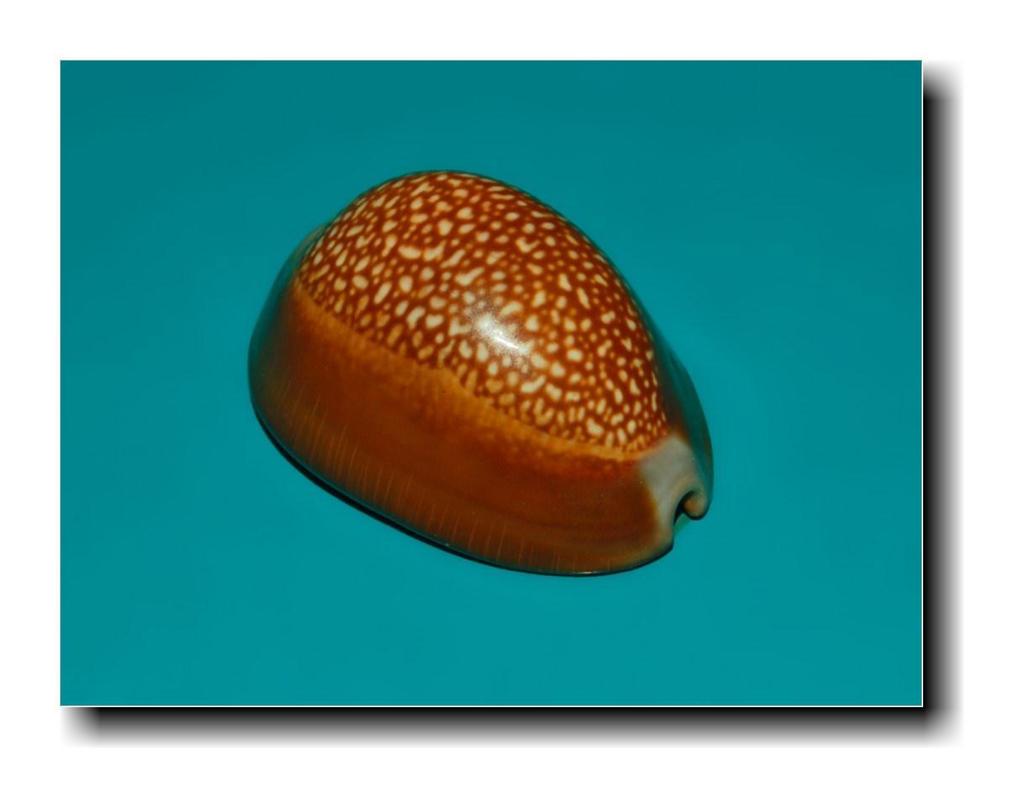dragon's head cowry