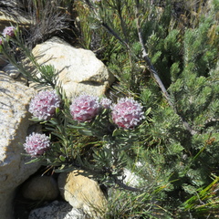 Leucadendron singulare