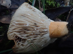 Lactifluus clarkeae