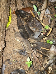 Veronicelloidea