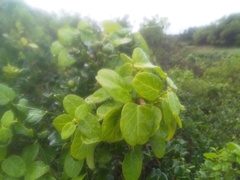 Cynanchum obtusifolium