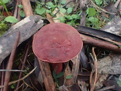 Boletus tasmanicus