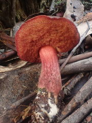 Boletus tasmanicus