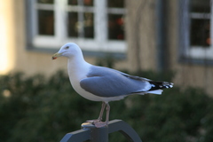 Larus argentatus