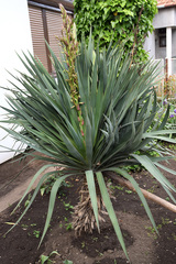 Yucca