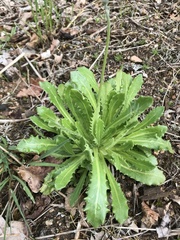 Arnoseris minima