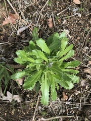 Arnoseris minima