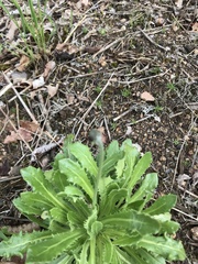 Arnoseris minima
