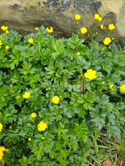 Ranunculus