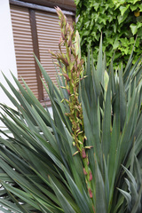 Yucca