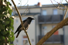 Corvus cornix