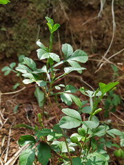 Naregamia alata