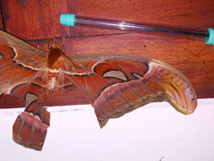 Attacus taprobanis