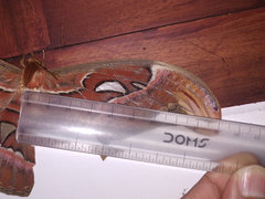Attacus taprobanis